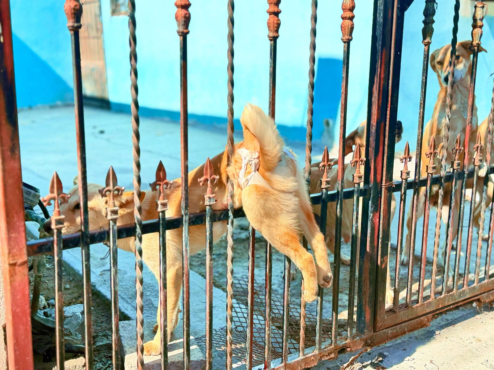 Rescatan a canino en situación de riesgo en Puerta Del Sol