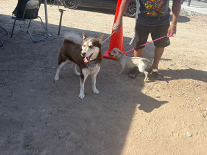 Exhortan a la comunidad con mascotas acudir los jueves a Presidencia Cerquita de Ti