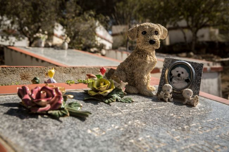 ¡Juntos hasta el final! São Paulo autoriza entierro entre mascotas y sus dueños