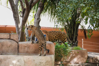 Ofrece Comisión de Parques Zoo Visitas