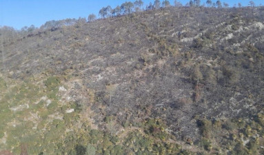 Incendio forestal “Puerto del Volcán”, en Miquihuana es liquidado al 100 %