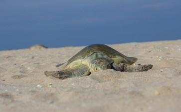 Refuerzan vigilancia en playas de Tamaulipas para proteger tortugas marinas en Semana Santa