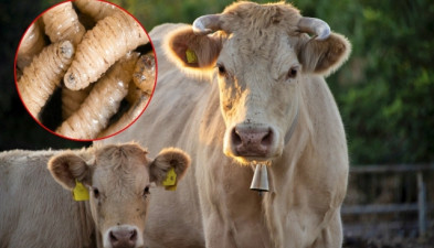 México trabaja con EU para contener plaga de gusano barrenador: Sheinbaum