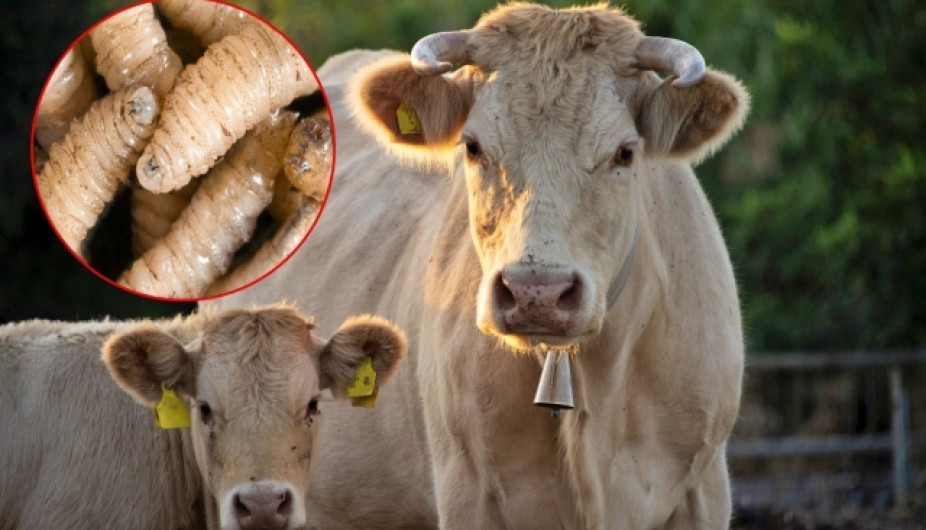 México trabaja con EU para contener plaga de gusano barrenador: Sheinbaum