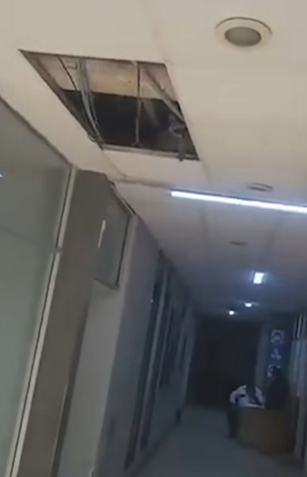 Colocarán trampas por mapaches en hospital del ISSSTE