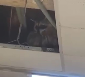 Colocarán trampas por mapaches en hospital del ISSSTE