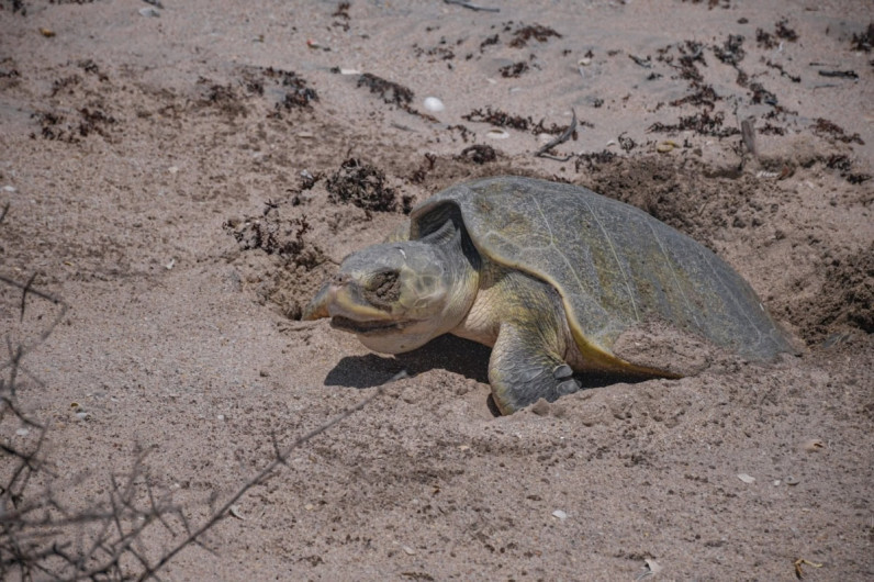 Avanza temporada de anidación de tortuga lora; suman más de 16 mil huevos protegidos