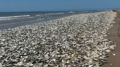 Muerte de peces en Veracruz y Tamaulipas fue por mezcla de agua dulce y salada, no por hidrocarburos: Conagua