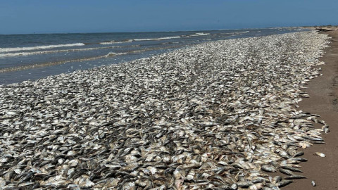 Muerte de peces en Veracruz y Tamaulipas fue por mezcla de agua dulce y salada, no por hidrocarburos: Conagua