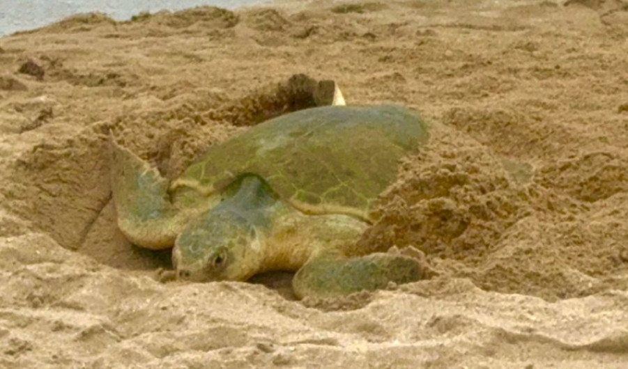 Tamaulipas registra más de 2 mil nidos de tortuga lora en temporada 2026