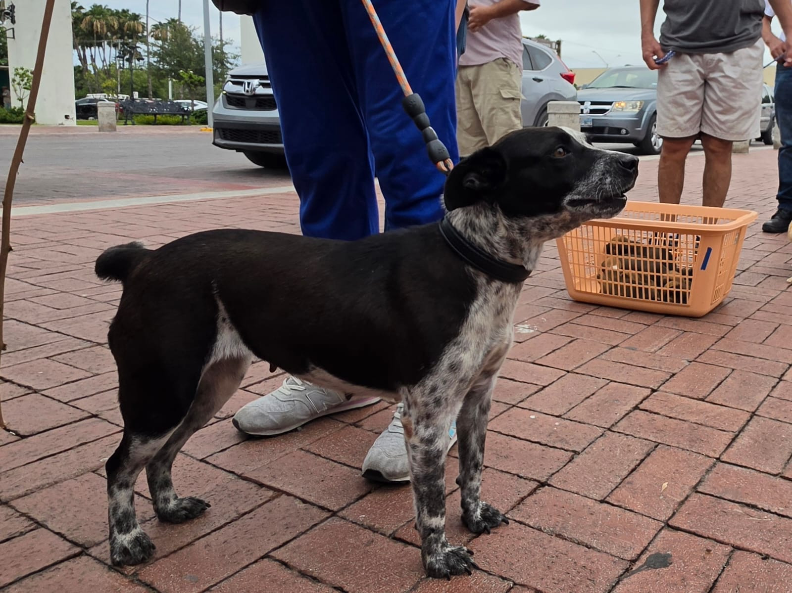 Avanza al 90% la rehabilitación del Centro de Atención Canina; priorizan esterilizaciones y bienestar animal