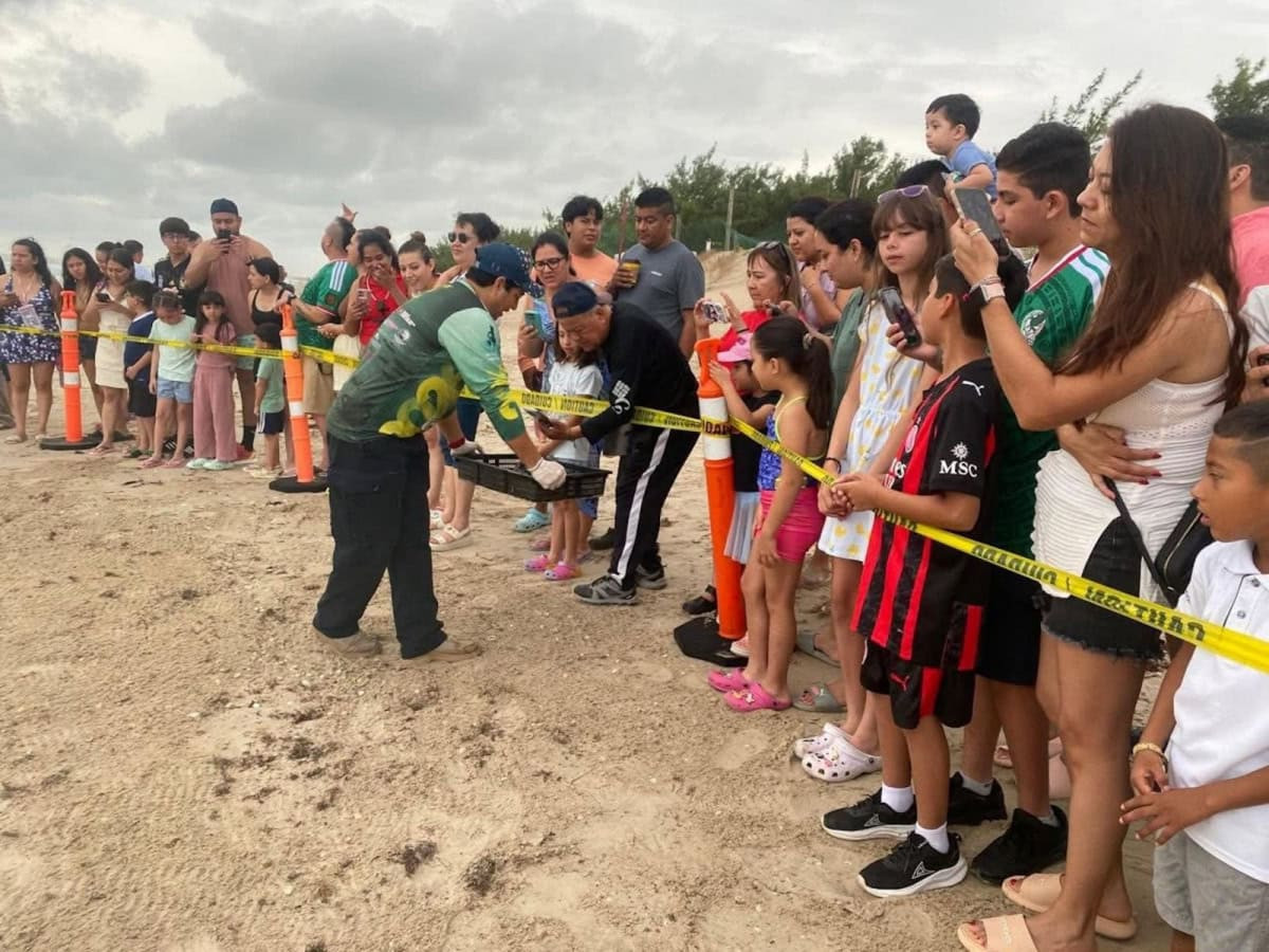 Viven familias la primera liberación pública de tortuga lora en La Pesca