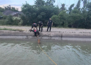Bomberos rescatan a seis perros atrapados en un canal en Mission, Texas