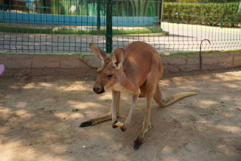 Nace cría de canguro rojo en el zoológico de Nuevo Laredo; personal realiza monitoreo especializado
