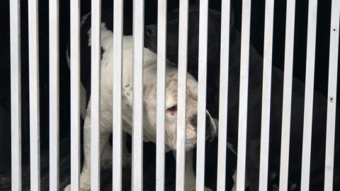 Rescatan a dos perros de Dren de las Mujeres