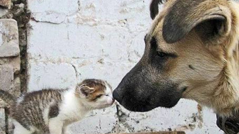 Invita centro antirrábico a cuidar a las mascotas por altas temperaturas