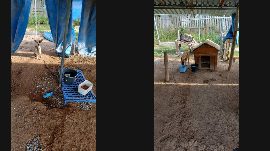 Cuenta Protección Animal Municipal con mascotas para adopción 