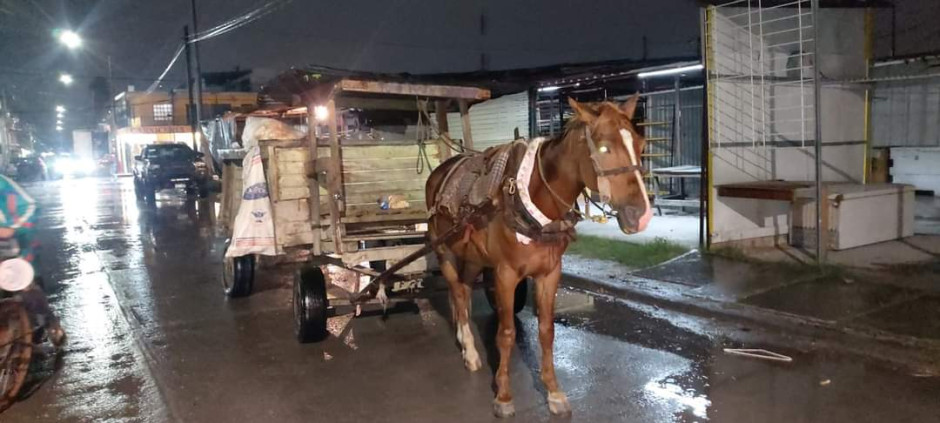 Mantienen vigilancia para evitar maltrato y abuso a mascotas