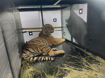 Tigre “Tony” capturado será resguardado en zoológico Tamatán
