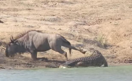 Hipopótamos ayudan a Ñu para que no sea devorado  