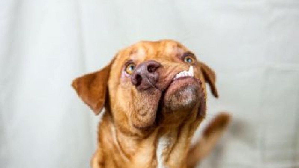 La conmovedora historia de Picasso