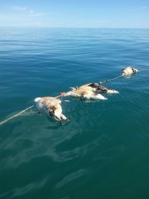 Reporta Conanp 22 lobos marinos y 2 tiburones mueretos en redes de enmalle