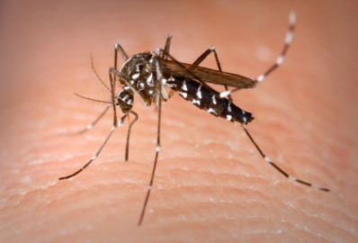 Confirmados tres casos de virus del Nilo Occidental en Texas