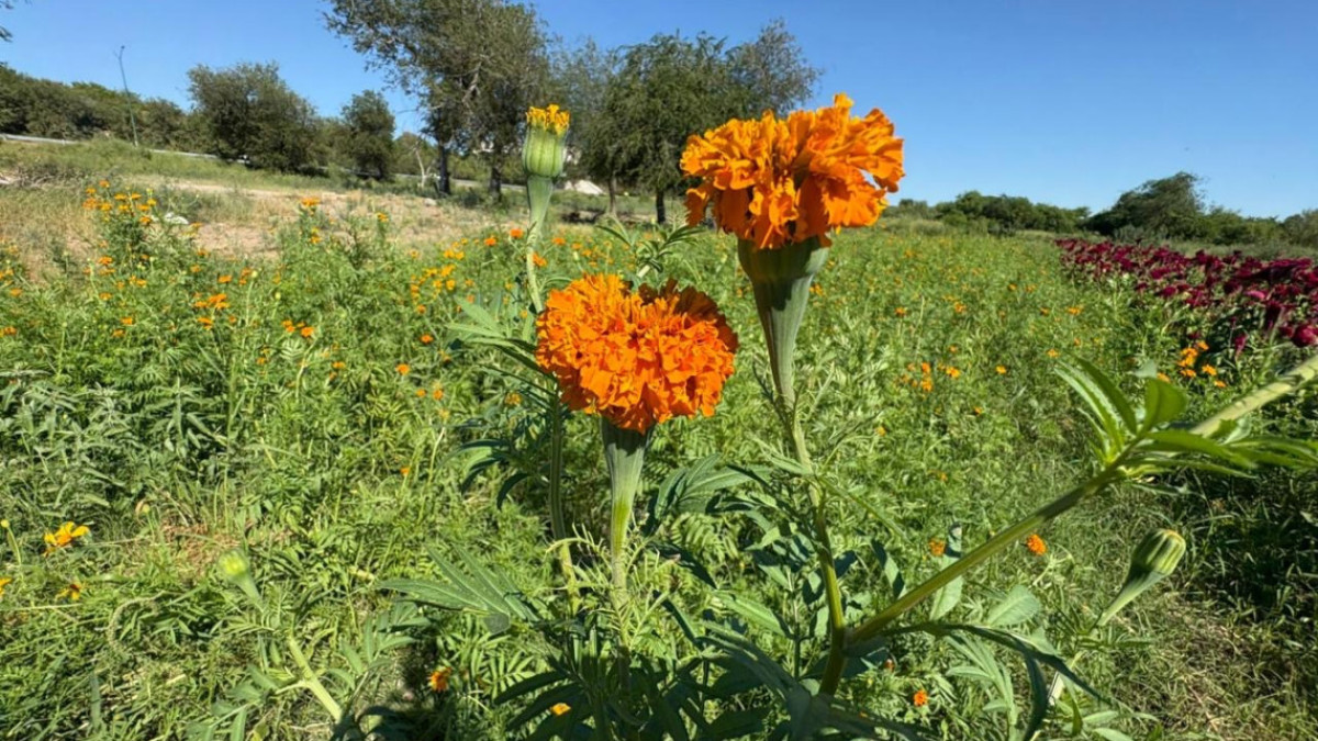 Don Martín: guardián del cempasúchil en Nuevo Laredo