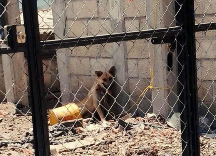 Multa de 2 mil pesos contra quien deje a mascotas en el sol