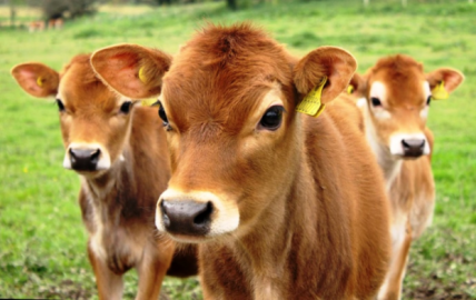 Exportaciones no corren riesgos: SDR