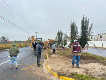 Planta Gobierno de Carlos Peña Ortiz olivos en avenidas de Reynosa
