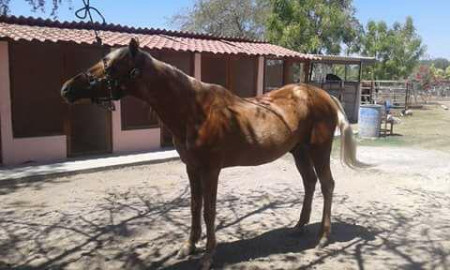 Denuncian robo de caballos para comercializar su carne 