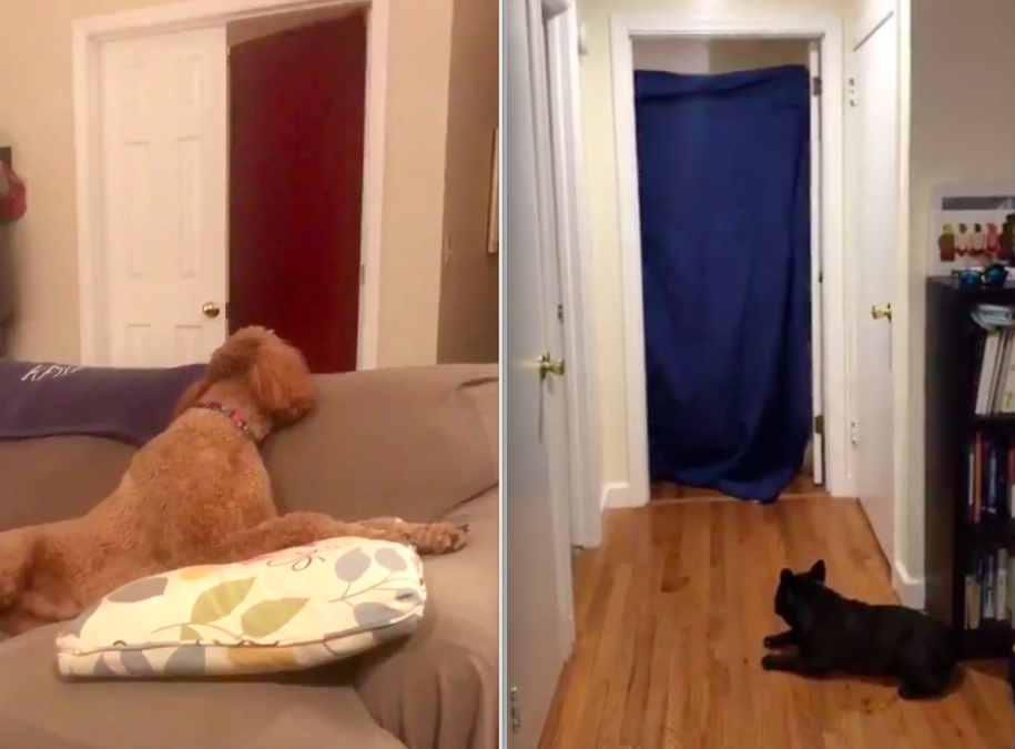 Llega el #WhatTheFluffChallenge