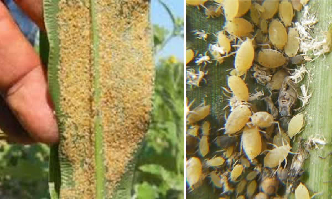 Pulgón Amarillo ataca cultivos