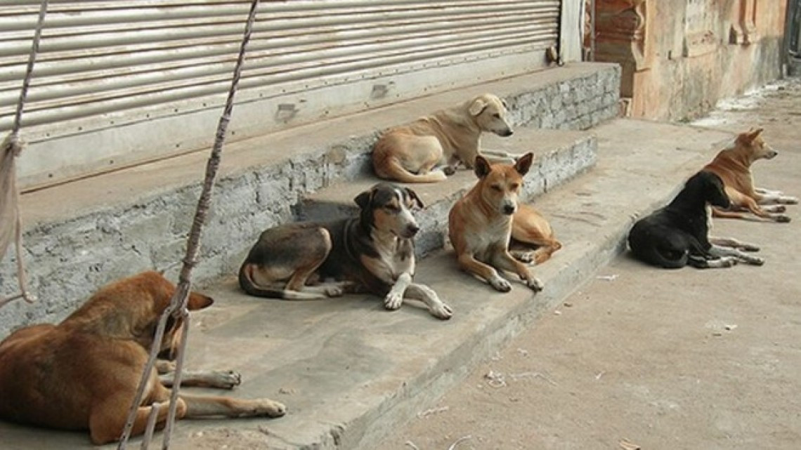 Se estima que hay 80 mil entre perros y gatos callejeros en Matamoros