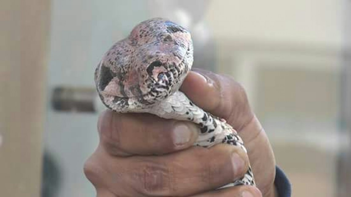 Atrapan a boa de casi tres metros de largo