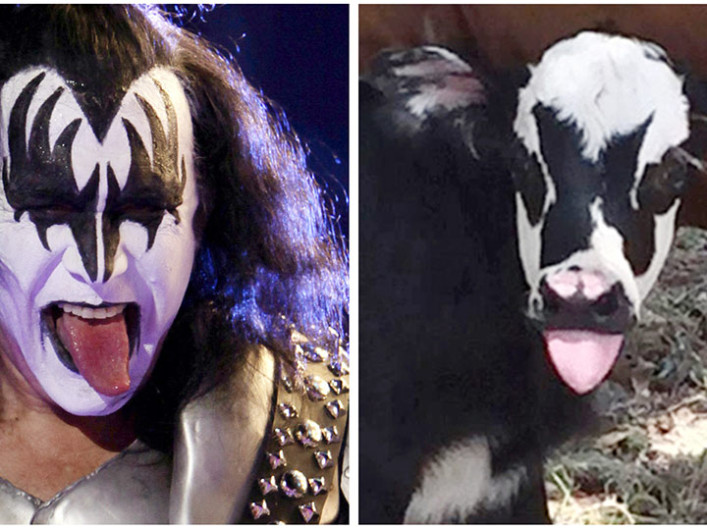 Nace becerra con cara de Gene Simmons