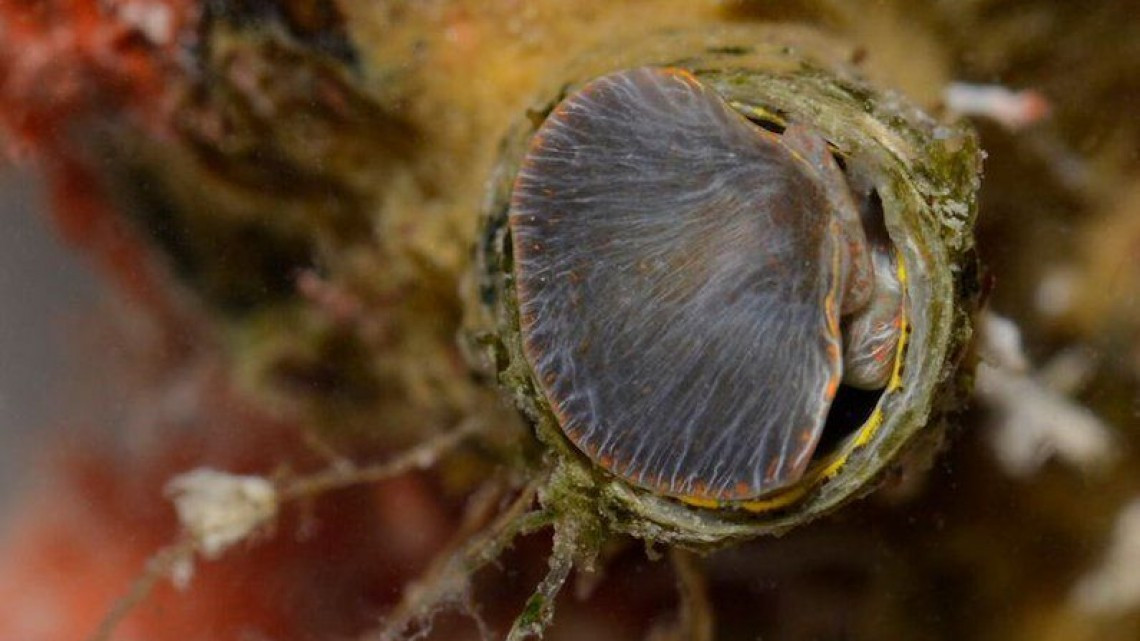 Caracol-gusano dispara redes al estilo "Spiderman"