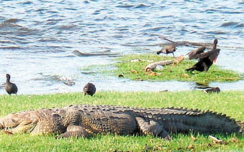 Recomiendan no acercarse a cocodrilos en Tampico