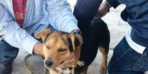 Campaña permanente de vacunación antirrábica en Matamoros