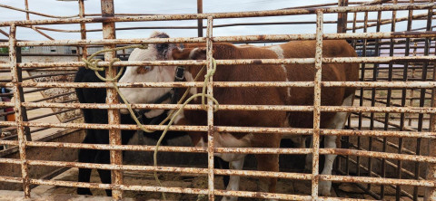 Harán pesaje final a novillos para concurso