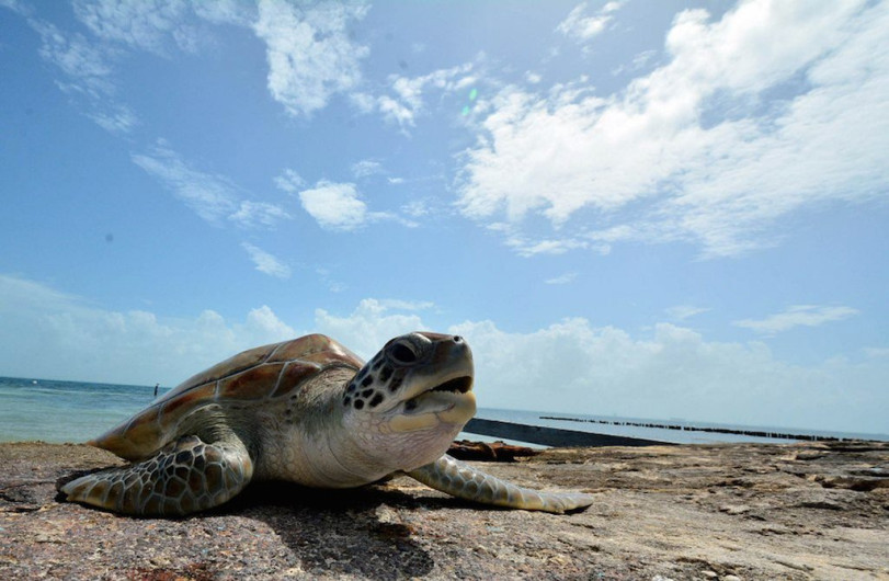 Impulsan acciones para proteger a tortugas
