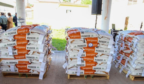 Analizan peticiones de agricultores tras mala cosecha de sorgo