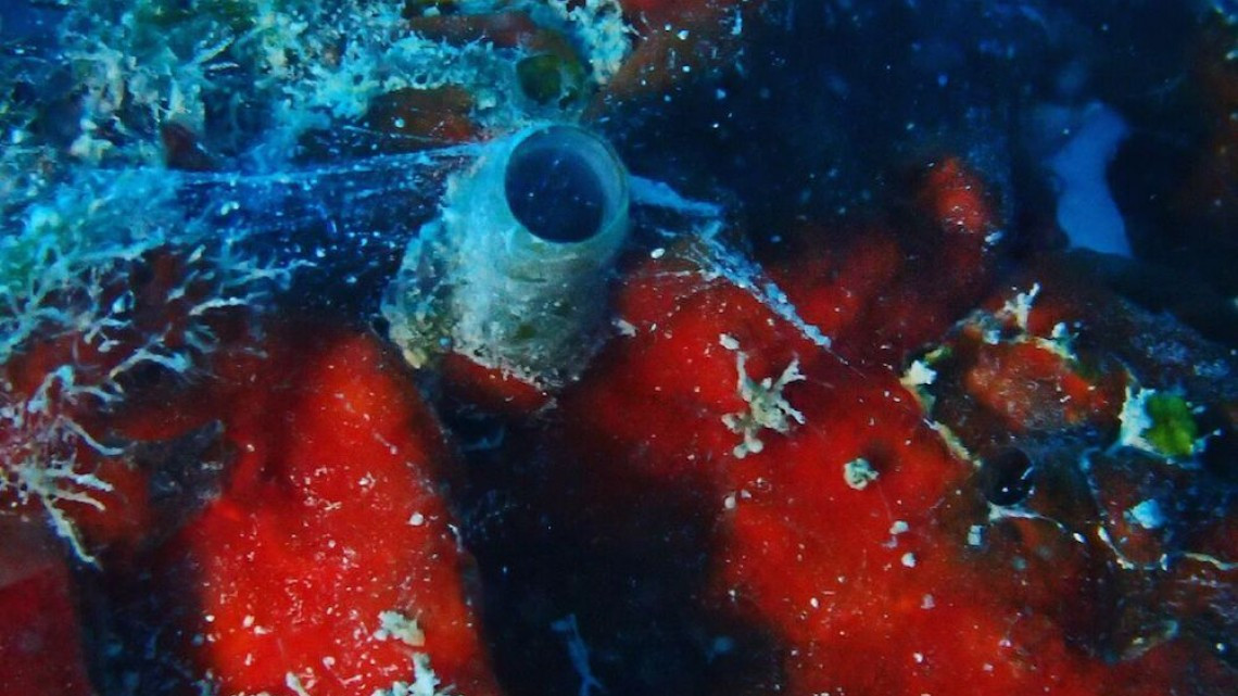 Caracol-gusano dispara redes al estilo "Spiderman"