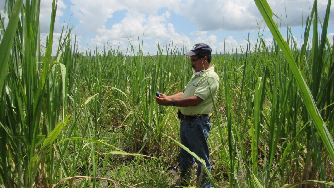 Gobierno del Estado mantiene bajo control la plaga  de langosta
