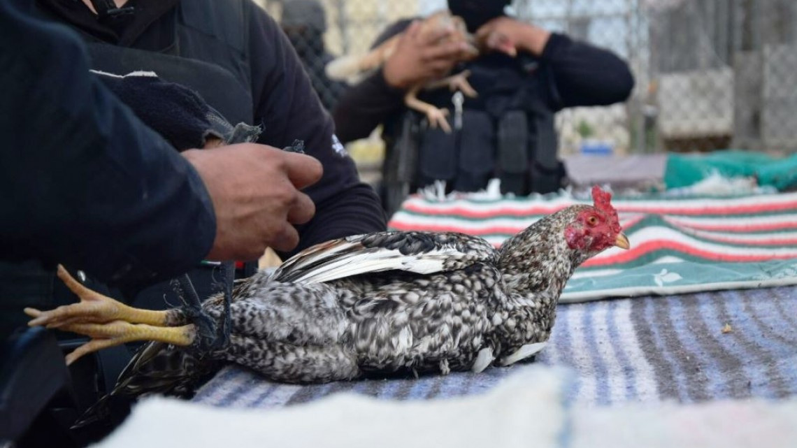 Armas drogas y gallos de pelea encuentran en Cedes de Nuevo Laredo