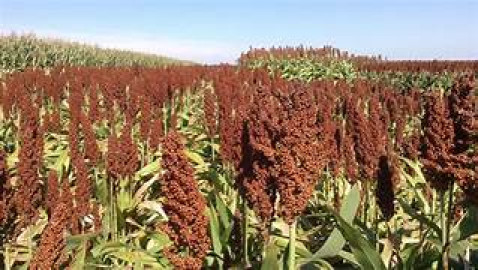 Campesinos preocupados por baja en los precios internacionales del sorgo