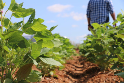 Productores en Altamira en la quiebra por ausencia de programas de apoyo