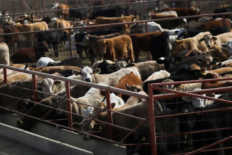 Sheinbaum se reunirá con secretaria de Agricultura de EU para abordar cierre fronterizo