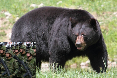 Japón despliega al Ejército para contener ataques de osos en Akita